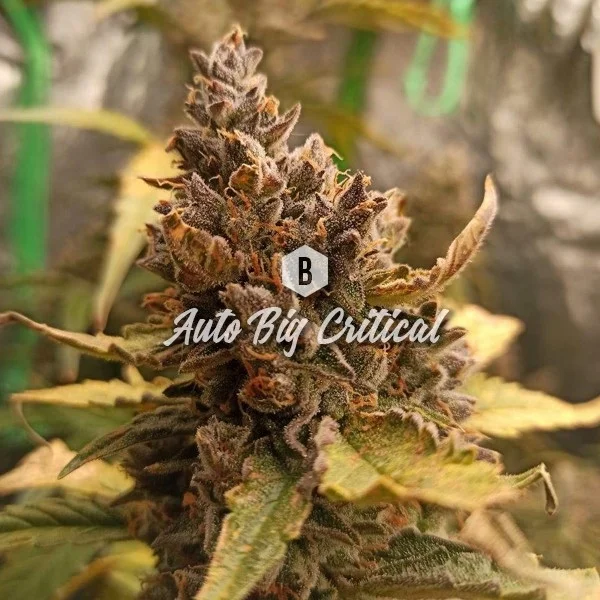 Big Critical van Big Seedbank