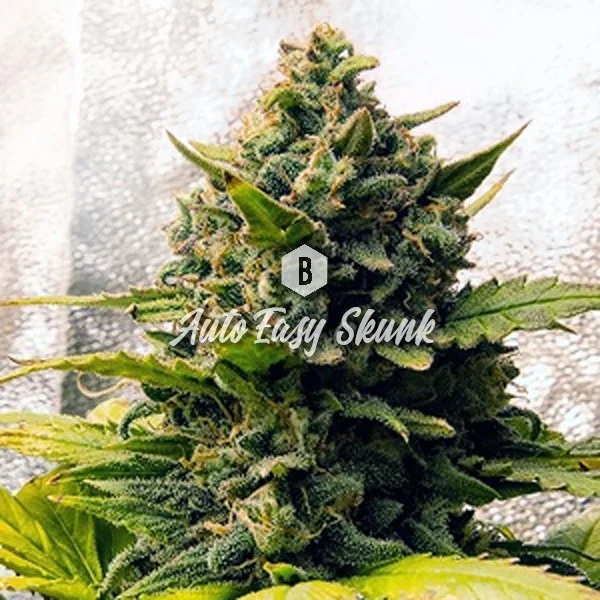 Easy Skunk van Big Seedbank