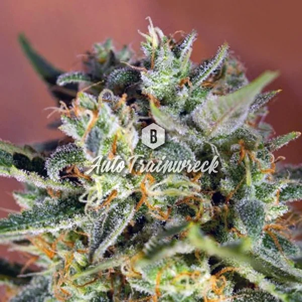 Trainwreck van Big Seedbank
