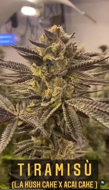 Tiramisu van BlackFarm Genetix
