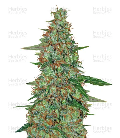 Critical Ryder van Blackskull Seeds