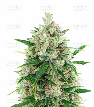 Speed Haze van Blackskull Seeds