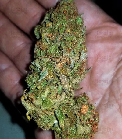 Critical Ryder van Blackskull Seeds
