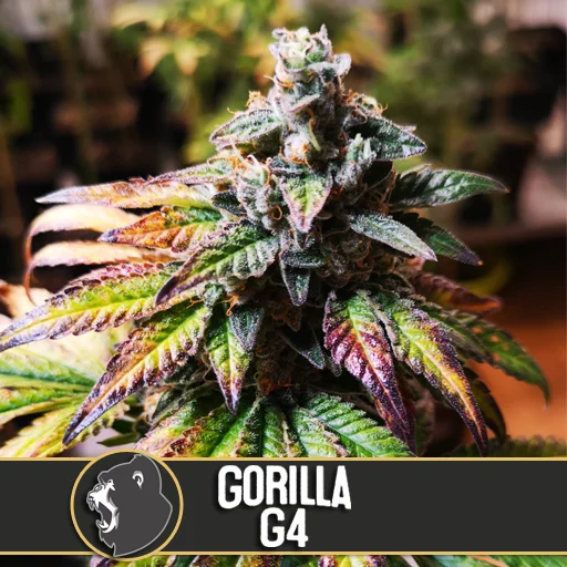 Gorilla G4 van Blimburn Seeds