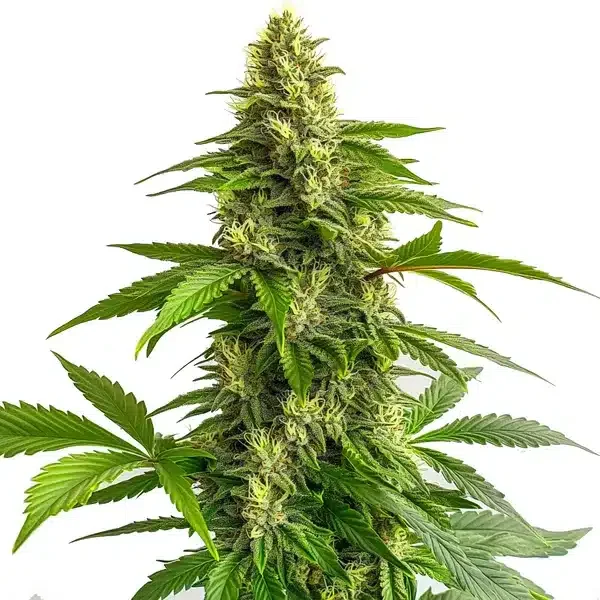 Bruce Banner #3 FBV van Blimburn Seeds