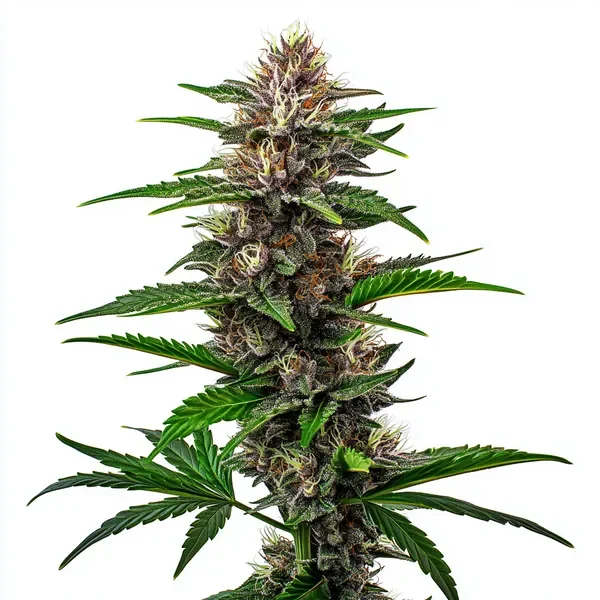 Fat Bastard van Blimburn Seeds