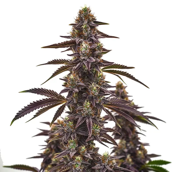 Cherry Pie van Blimburn Seeds