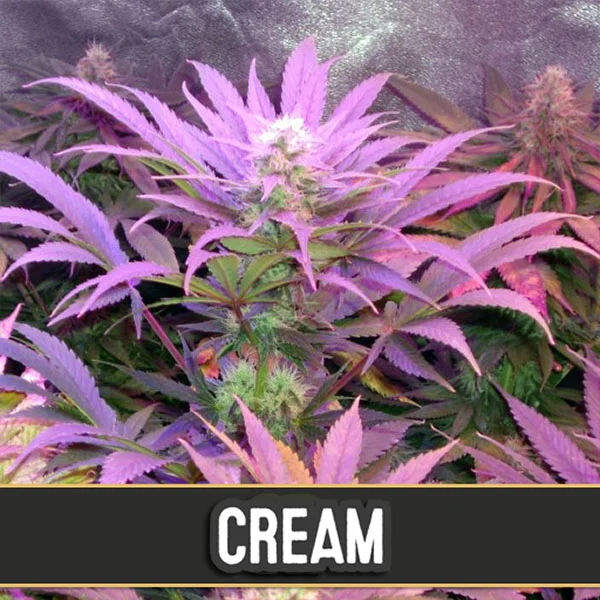 Cream van Blimburn Seeds