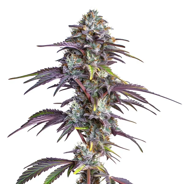 Blackberry Moonrocks van Blimburn Seeds