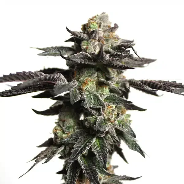 Zombie Death Fuck van Blimburn Seeds