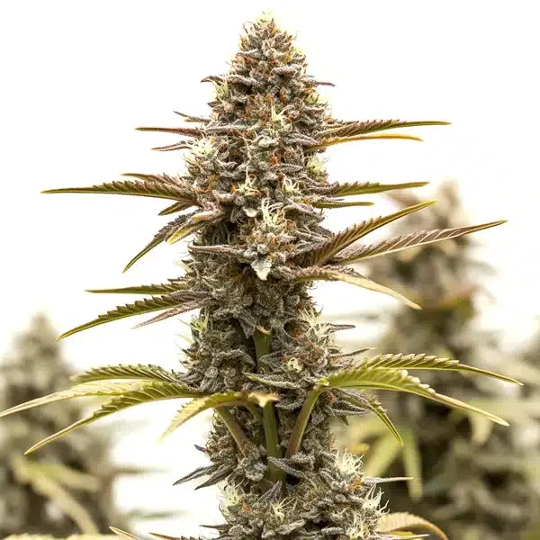 Grizzly Purple Kush van Blimburn Seeds