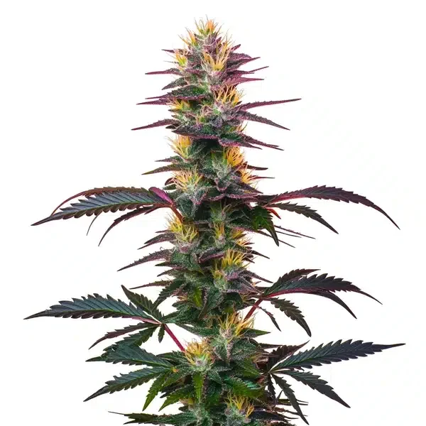 BlackBerry van Blimburn Seeds