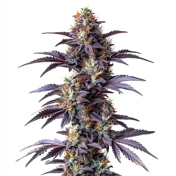 Mimosa Cake van Blimburn Seeds