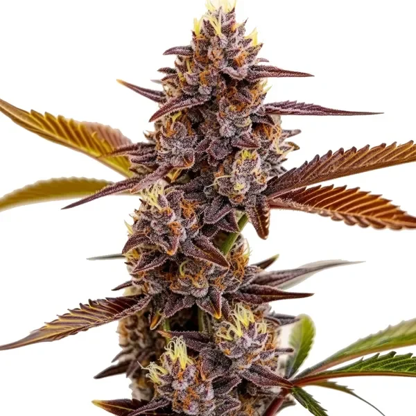 Mandarin Cookies van Blimburn Seeds