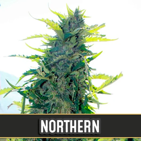 Northern van Blimburn Seeds