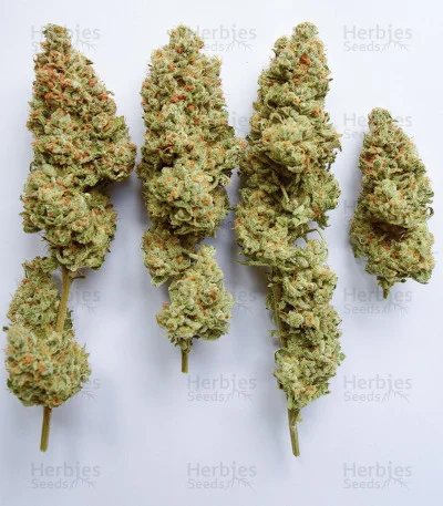 OG's Kush van Blimburn Seeds