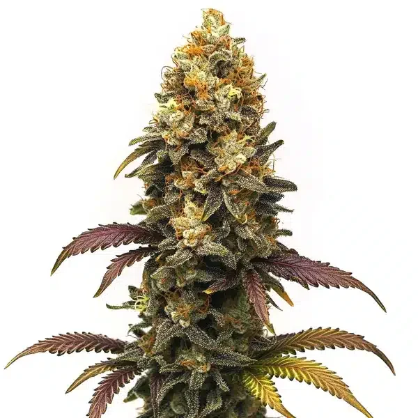 BC Diesel van Blimburn Seeds