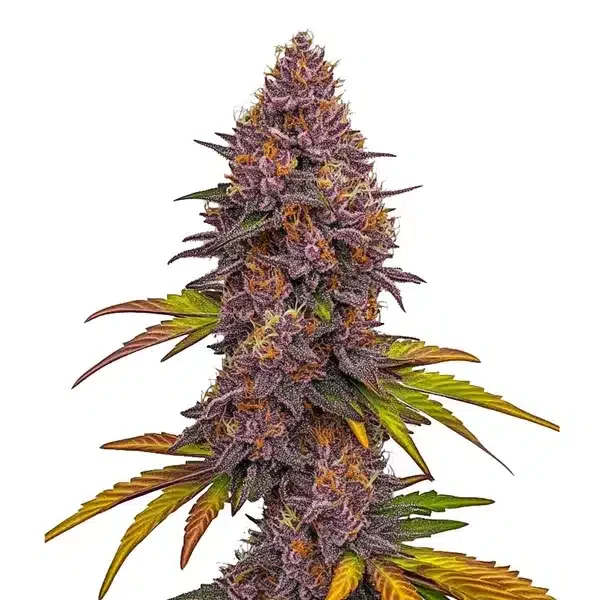 Grizzly Purple van Blimburn Seeds