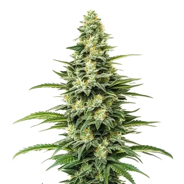 Kyle's Skywalker OG van Blimburn Seeds