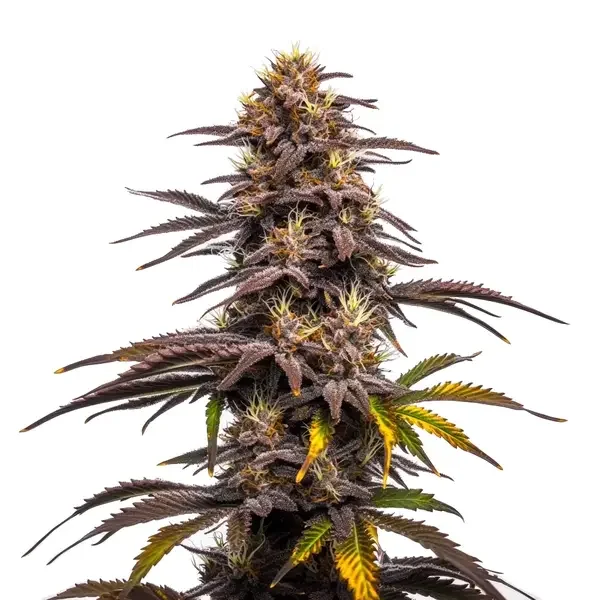 Ghost Train Haze X Pellezino van Blimburn Seeds
