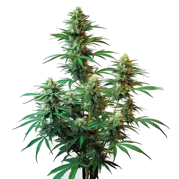 Sour Diesel van Blimburn Seeds