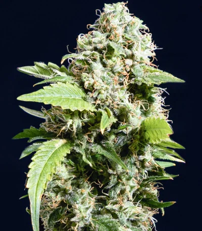 Gorilla G4 van Blimburn Seeds