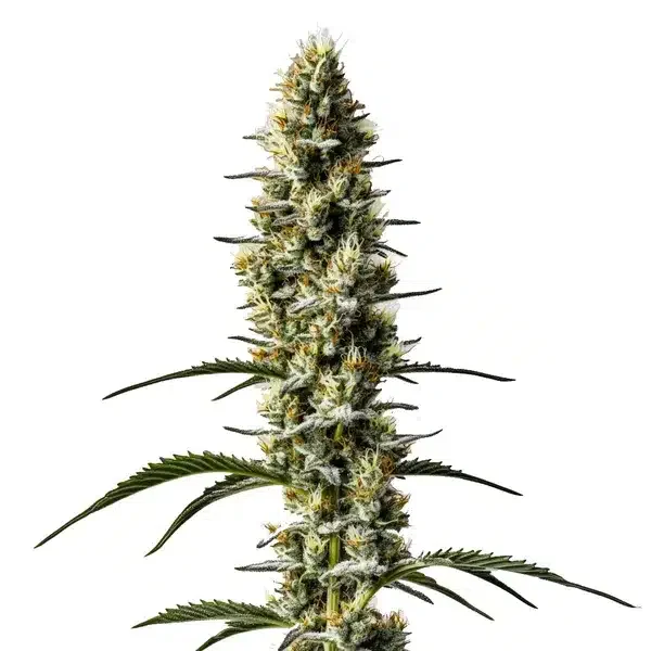 Sweet Zombie van Blimburn Seeds