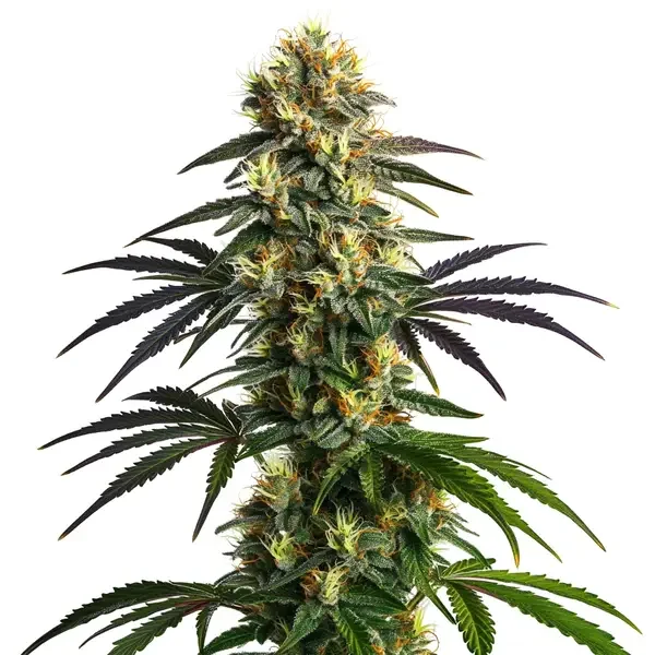 Gelato FBV van Blimburn Seeds