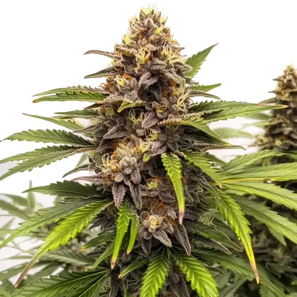 Runtz van Blimburn Seeds