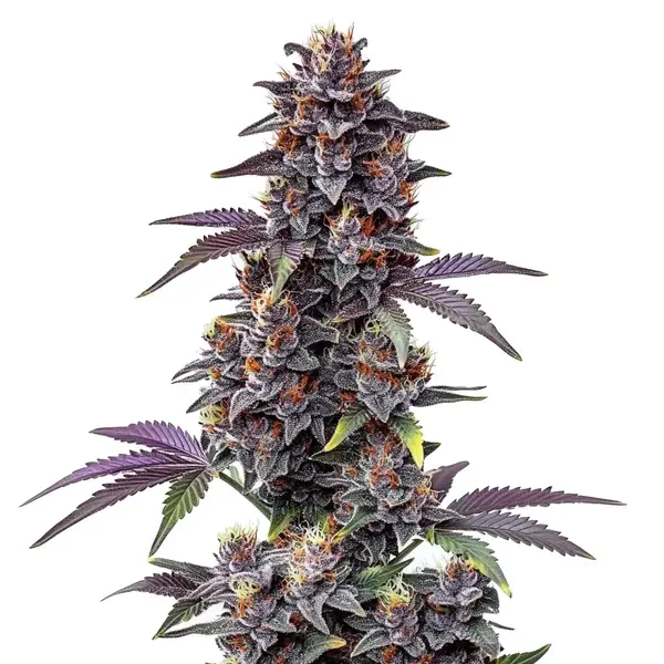 Purple Haze van Blimburn Seeds