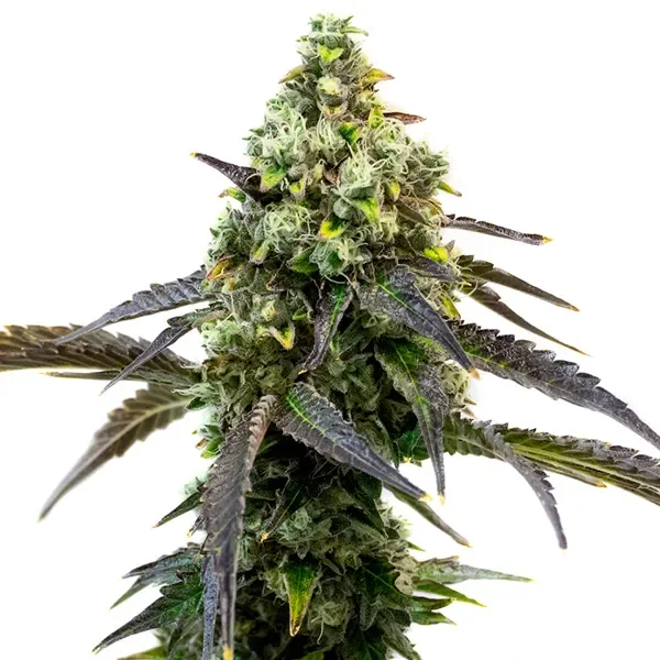 Cafe Racer van Blimburn Seeds
