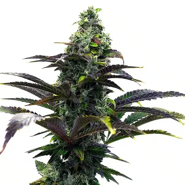 Purple Gelato van Blimburn Seeds