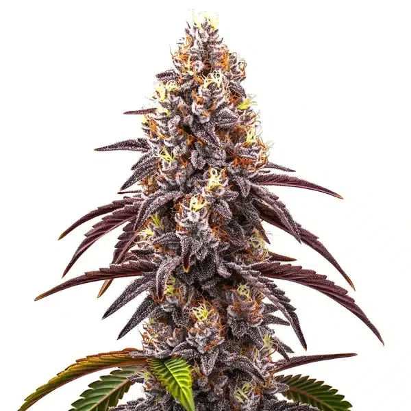 Bruce Banner x Grapefruit van Blimburn Seeds