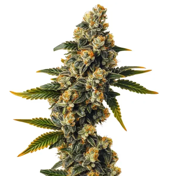 Bubba Kush van Blimburn Seeds