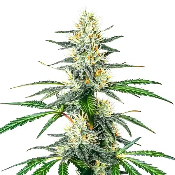 Dama Blanca van Blimburn Seeds