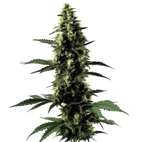 Silversurfer Haze van Blimburn Seeds