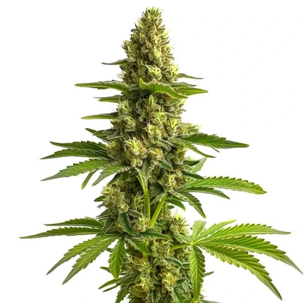 Bruce Banner #3 van Blimburn Seeds