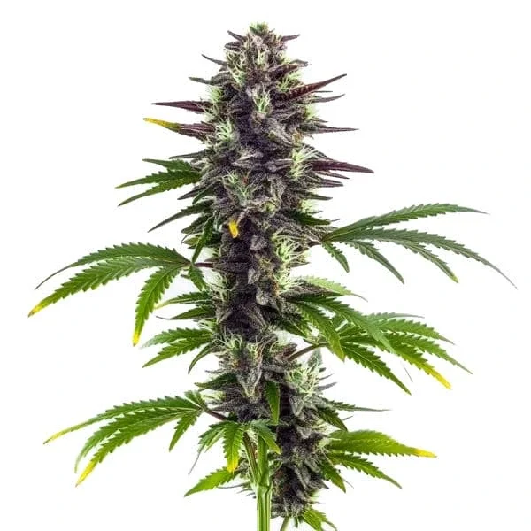 Platinum Bubba van Blimburn Seeds