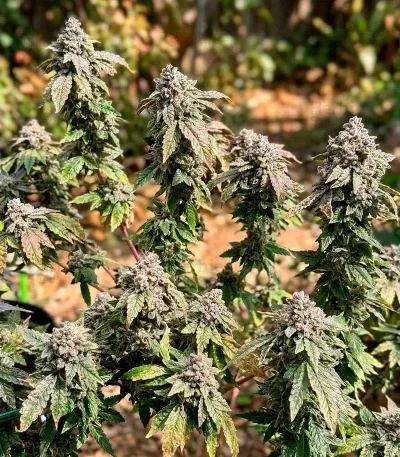 Cream van Blimburn Seeds