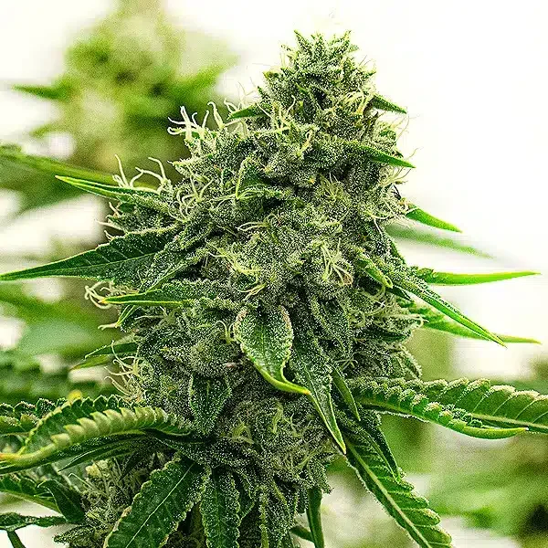 Hippo High van Blimburn Seeds