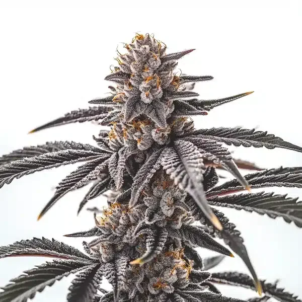 Gas Burzt van Blimburn Seeds