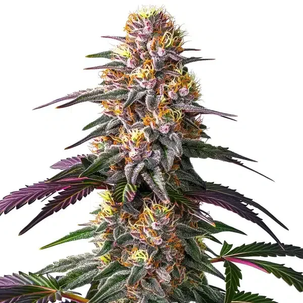 Pink Rozay x Strawberry Banana van Blimburn Seeds