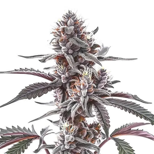 Plushberry van Blimburn Seeds