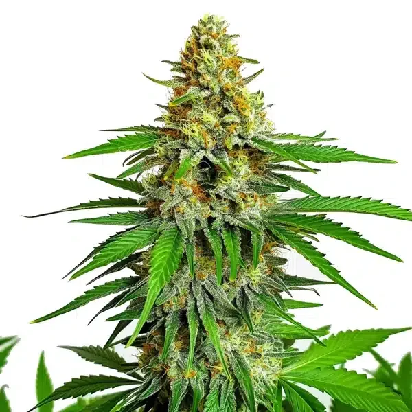 Kyle's Cherry AK van Blimburn Seeds