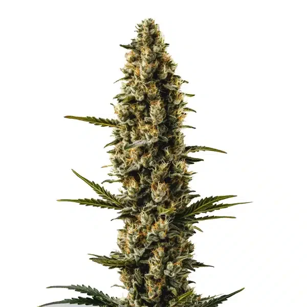 Sweety van Blimburn Seeds