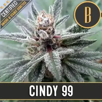 Cindy's 99 van Blimburn Seeds