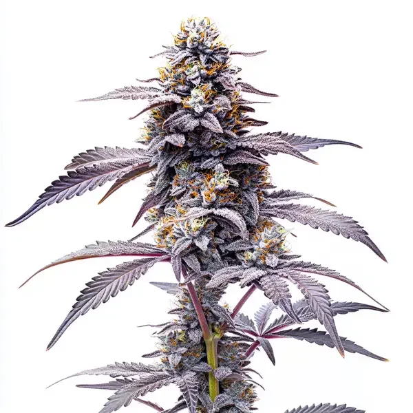 Animal Mints van Blimburn Seeds
