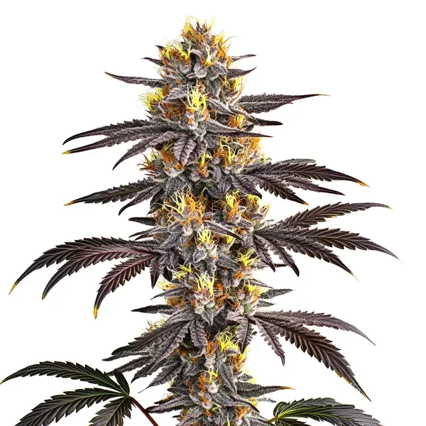 Gelato van Blimburn Seeds