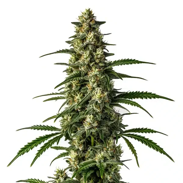 Mamba Negra FBV van Blimburn Seeds