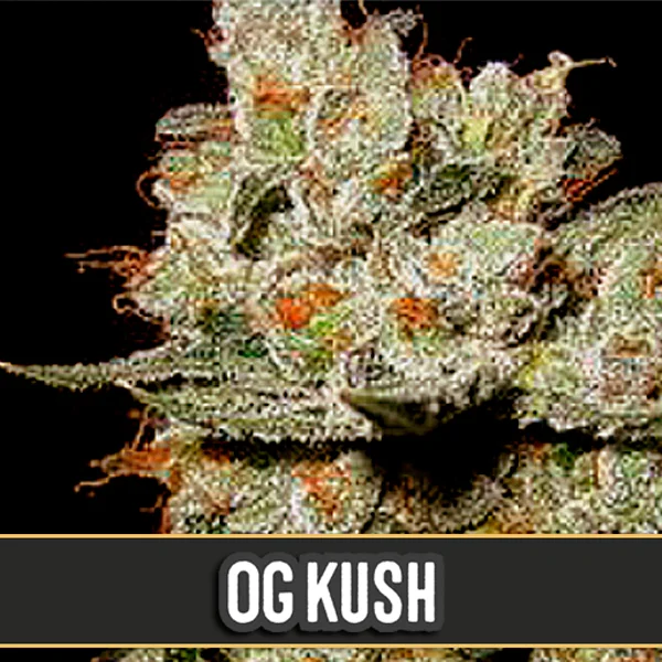 OG's Kush van Blimburn Seeds